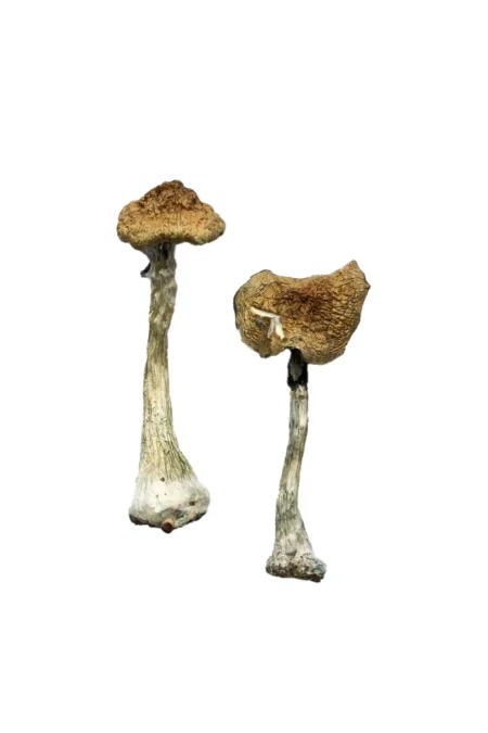 B+ Mushrooms It is a popular strain for first-time trippers and beginner mycologists. Order now at psilocybin-chocolate-bar.com