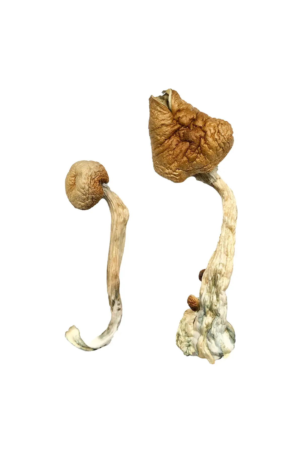 African-Transkei-Magic-Mushrooms-1.webp