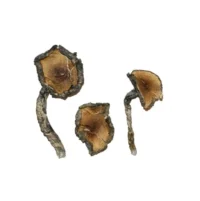 Blue Meanie Mushroom are a potent strain of psilocybe cubensis. The name Blue Meanieis also used to describe a strain called Psilocybe Cyanescens