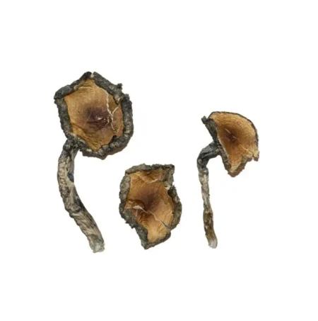 Blue Meanie Mushroom are a potent strain of psilocybe cubensis. The name Blue Meanieis also used to describe a strain called Psilocybe Cyanescens