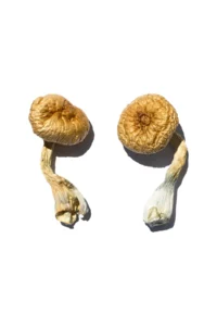 Cambodian Mushrooms is a F1 hybrid ofour most popular strain Golden Teachers and a high strength strain Cambodian