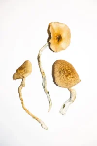 Golden Teacher Mushrooms For Sale are of the most popular and common strains of magicmushrooms. It’s a favorite amongst psychonauts around the world for its profoundpsychedelic journey