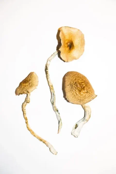 Gold cap Mushrooms. This mushroom has a fruity apricot-like aroma and a golden-yellow cap. It's prized edible mushroom are very potential