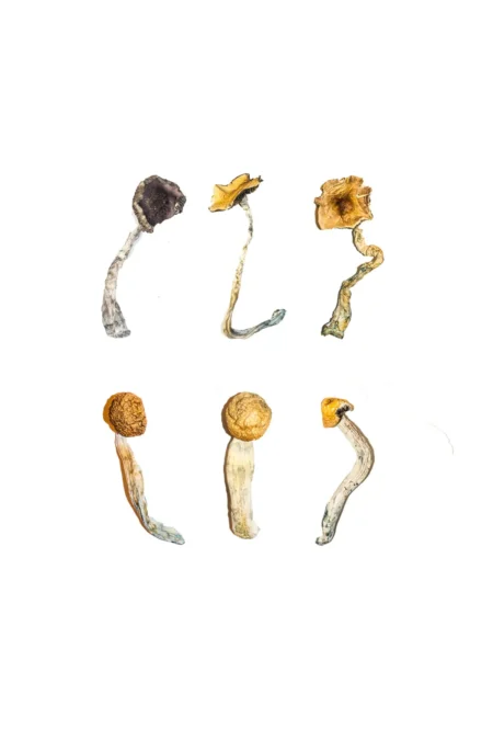 Magic Mushrooms Sale. Magic Mushroom Dispensary has put together and discounted 1 gram of each strain that we offer Order Now at psilocybin-chocolate-bar.com