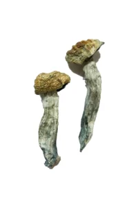 Mazatapec Mushrooms s one of the first Psilocybin Mushrooms introduced to the Western world along with P. Cubensis Order Now