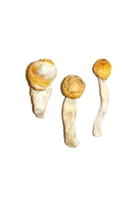 Penis Envy Shrooms. is one of the most rare and sought after Psilocybe Cubensis amongst hardcore order now on https://www.psilocybin-chocolate-bar.com/