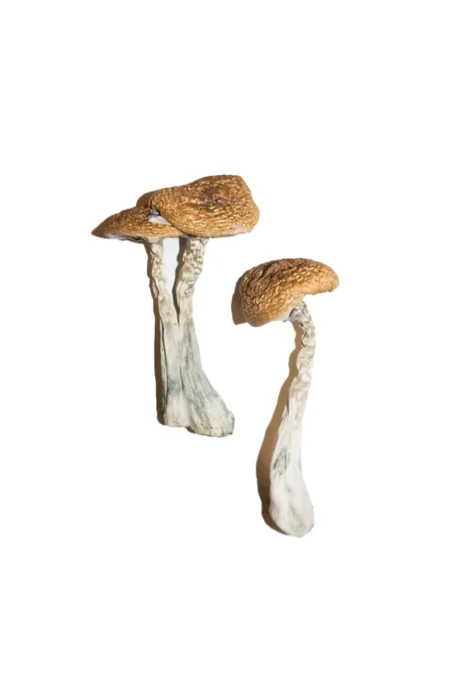 Wavy Caps Mushrooms also often referred to as Psilocybe Cyanescens are a speciesof potent shrooms that grow on woodchips in the wild