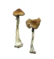 A-Magic-Mushrooms.webp