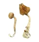 African-Transkei-Magic-Mushrooms-1.webp